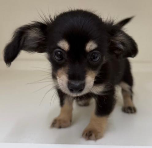 三重県のハーフ犬(チワワ×ミニチュアダックス) (ペットアミ 明和店/2026年4月24日生まれ/男の子/ブラックタン)の子犬の4枚目の画像