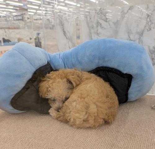 埼玉県のトイプードル(トイ) (NICO PET 三郷店/2026年4月25日生まれ/男の子/アプリコット)の子犬の3枚目の画像