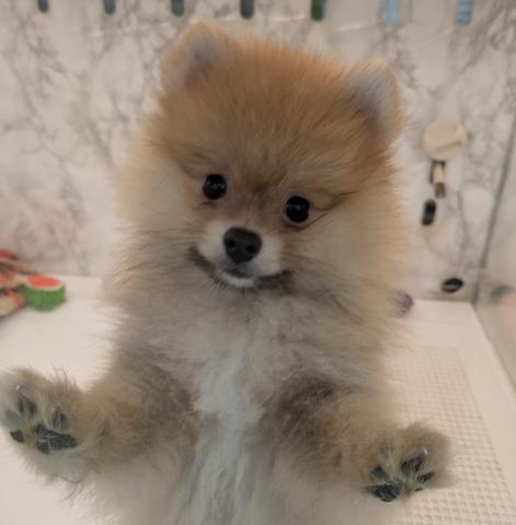 埼玉県のポメラニアン (NICO PET 三郷店/2026年4月19日生まれ/男の子/オレンジ)の子犬の1枚目の画像