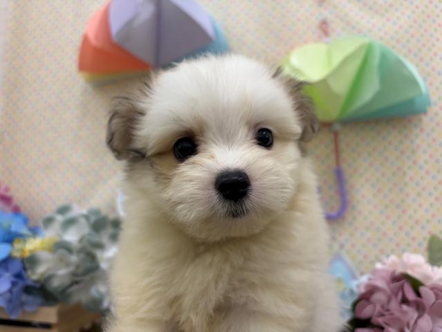 秋田県のポメマル/マルポメ(ポメラニアン×マルチーズ) (ペットアミ 秋田卸町店/2026年5月1日生まれ/男の子/パーティーカラー)の子犬の1枚目の画像