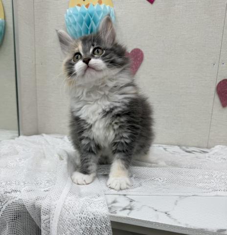 ノルウェージャンフォレストキャット