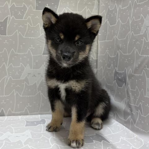 富山県の豆柴 (ペットアミ宮野店/2026年5月2日生まれ/男の子/黒)の子犬の1枚目の画像