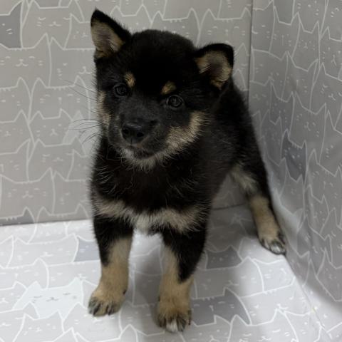 富山県の豆柴 (ペットアミ宮野店/2026年5月2日生まれ/男の子/黒)の子犬の2枚目の画像