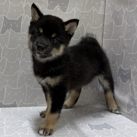 富山県の豆柴 (ペットアミ宮野店/2026年5月2日生まれ/男の子/黒)の子犬の3枚目の画像