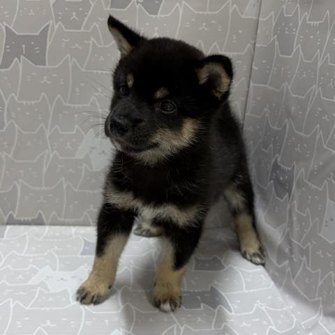 富山県の豆柴 (ペットアミ宮野店/2026年5月2日生まれ/男の子/黒)の子犬の4枚目の画像