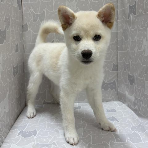 富山県の柴犬(標準サイズ) (ペットアミ宮野店/2026年4月4日生まれ/女の子/白)の子犬の1枚目の画像