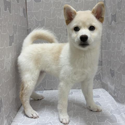 富山県の柴犬(標準サイズ) (ペットアミ宮野店/2026年4月4日生まれ/女の子/白)の子犬の2枚目の画像
