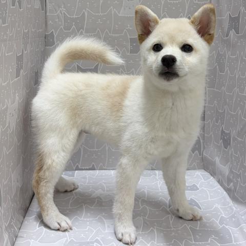 富山県の柴犬(標準サイズ) (ペットアミ宮野店/2026年4月4日生まれ/女の子/白)の子犬の3枚目の画像
