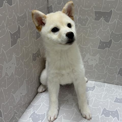 富山県の柴犬(標準サイズ) (ペットアミ宮野店/2026年4月4日生まれ/女の子/白)の子犬の4枚目の画像