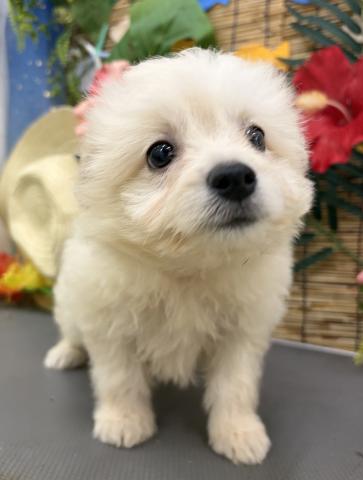 秋田県のハーフ犬・ミックス犬 (ペットアミ 秋田卸町店/2026年5月29日生まれ/男の子/クリーム)の子犬の1枚目の画像