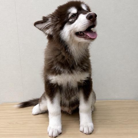 アラスカンマラミュート