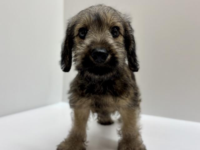 新潟県のハーフ犬・ミックス犬 (ペットアミ 加茂店/2026年5月16日生まれ/男の子/レッド)の子犬の2枚目の画像