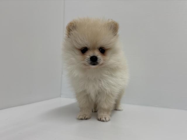 新潟県のポメラニアン (ペットアミ 加茂店/2026年3月28日生まれ/男の子/クリーム)の子犬の3枚目の画像