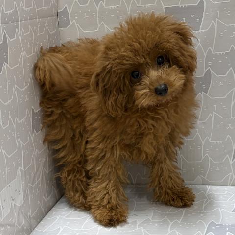 富山県のトイプードル(トイ) (ペットアミ宮野店/2026年4月4日生まれ/男の子/レッドフォーン)の子犬の2枚目の画像