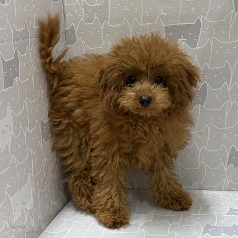 富山県のトイプードル(トイ) (ペットアミ宮野店/2026年4月4日生まれ/男の子/レッドフォーン)の子犬の3枚目の画像