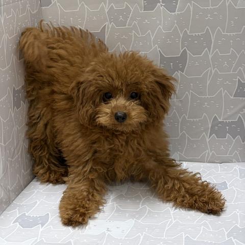富山県のトイプードル(トイ) (ペットアミ宮野店/2026年4月4日生まれ/男の子/レッドフォーン)の子犬の4枚目の画像