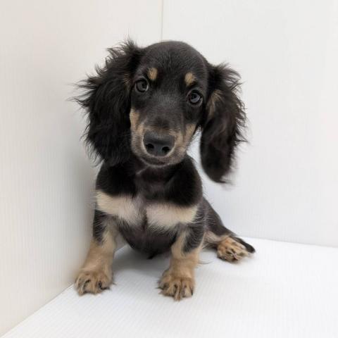 ミニチュアダックスフンド子犬