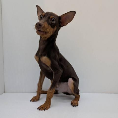 ミニチュアピンシャー子犬