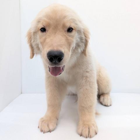 ゴールデンレトリーバー子犬