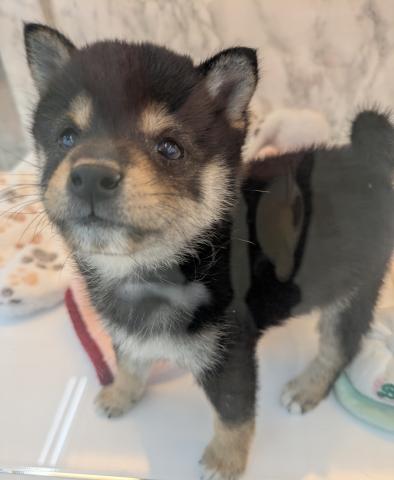 柴犬豆柴