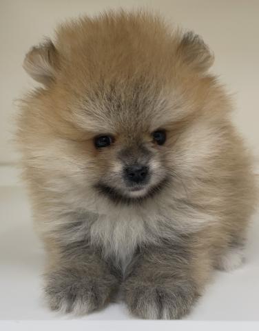 三重県のポメラニアン (ペットアミ 明和店/2026年4月8日生まれ/男の子/オレンジセーブル)の子犬の3枚目の画像
