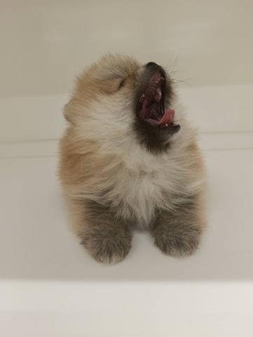 三重県のポメラニアン (ペットアミ 明和店/2026年4月8日生まれ/男の子/オレンジセーブル)の子犬の4枚目の画像