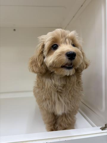 三重県のマルプー(マルチーズ×プードル) (ペットアミ 明和店/2026年3月22日生まれ/男の子/その他色)の子犬の4枚目の画像