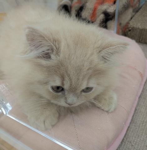埼玉県のサイベリアン (NICO PET 三郷店/2026年5月17日生まれ/男の子/クリームタビー)の子猫の2枚目の画像