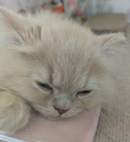 埼玉県のサイベリアン (NICO PET 三郷店/2026年5月17日生まれ/男の子/クリームタビー)の子猫の3枚目の画像