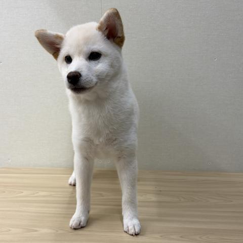 富山県の柴犬(標準サイズ) (ペットアミ宮野店/2026年4月4日生まれ/女の子/白)の子犬の2枚目の画像