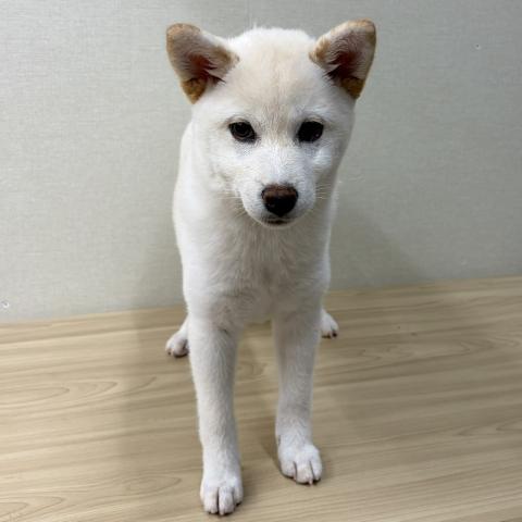 富山県の柴犬(標準サイズ) (ペットアミ宮野店/2026年4月4日生まれ/女の子/白)の子犬の3枚目の画像