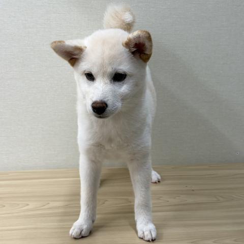 富山県の柴犬(標準サイズ) (ペットアミ宮野店/2026年4月4日生まれ/女の子/白)の子犬の4枚目の画像