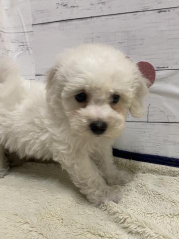 ビションフリーゼ子犬
