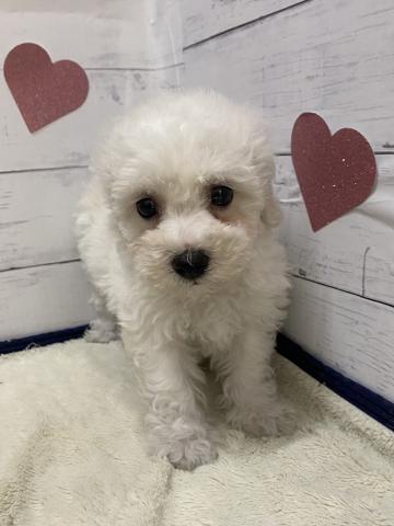 ビションフリーゼ子犬