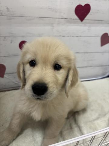 ゴールデンレトリーバー子犬