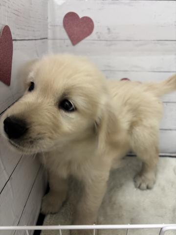 ゴールデンレトリーバー子犬