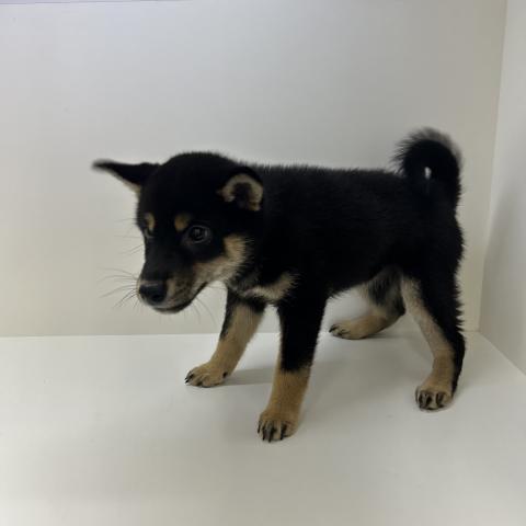 柴犬