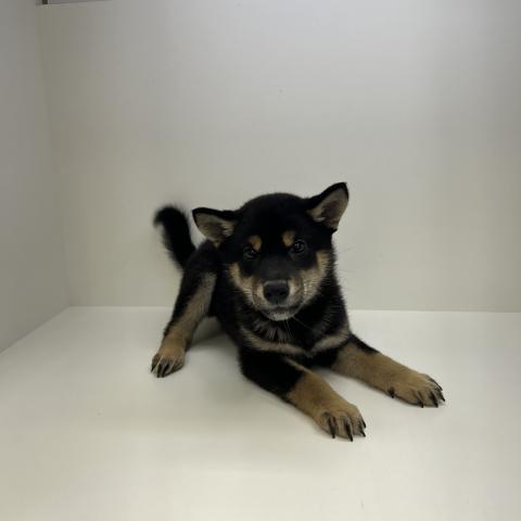 柴犬