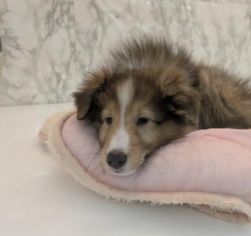 埼玉県のシェットランドシープドッグ (NICO PET 三郷店/2026年5月31日生まれ/男の子/セーブルホワイト)の子犬の2枚目の画像