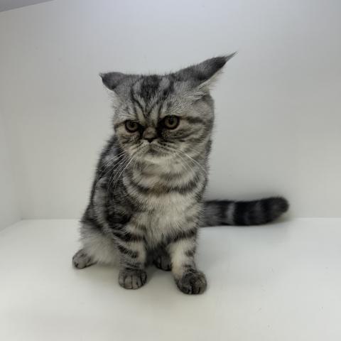 エキゾチックショートヘアー