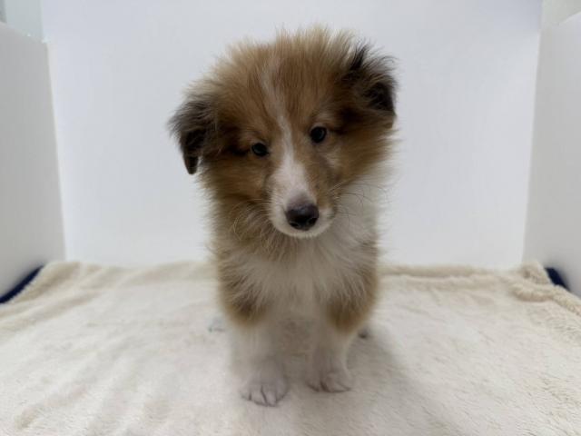 シェットランドシープドッグ