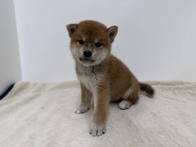 柴犬
