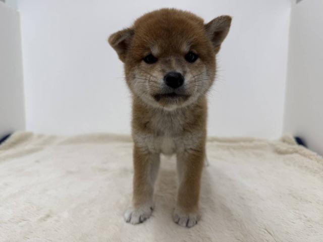 柴犬
