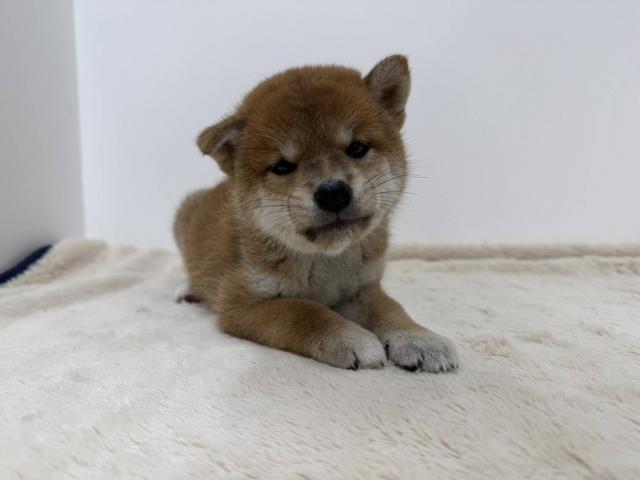 柴犬