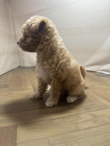 和歌山県のポメプー(ポメラニアン×プードル) (ペットアミ 和歌山インター店/2026年5月24日生まれ/女の子/アプリコット)の子犬の2枚目の画像