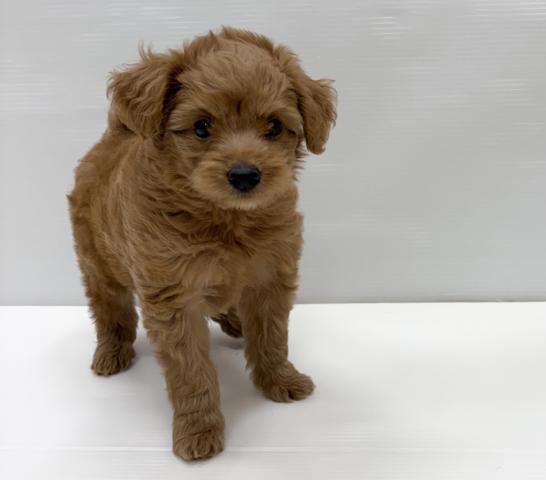 和歌山県のハーフ犬・ミックス犬 (ペットアミ 岩出店/2026年5月24日生まれ/男の子/アプリコット)の子犬の1枚目の画像
