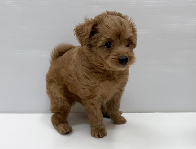 和歌山県のハーフ犬・ミックス犬 (ペットアミ 岩出店/2026年5月24日生まれ/男の子/アプリコット)の子犬の2枚目の画像