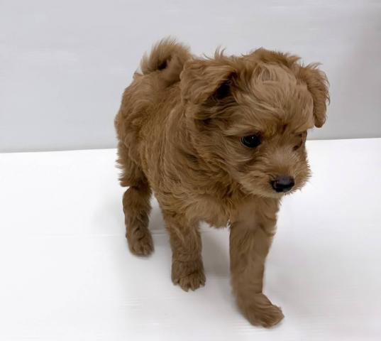 和歌山県のハーフ犬・ミックス犬 (ペットアミ 岩出店/2026年5月24日生まれ/男の子/アプリコット)の子犬の3枚目の画像