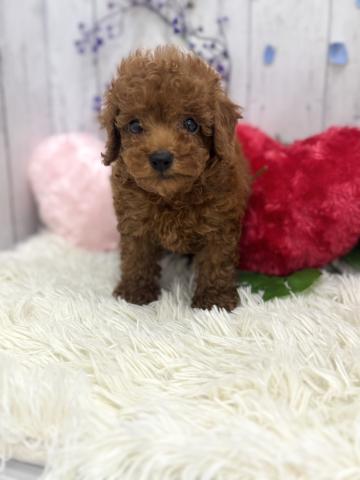 和歌山県のトイプードル(トイ) (ペットアミ 紀ノ川店/2026年5月2日生まれ/男の子/レッド)の子犬の1枚目の画像
