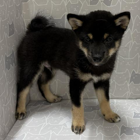 富山県の豆柴 (ペットアミ宮野店/2026年5月2日生まれ/男の子/黒)の子犬の1枚目の画像